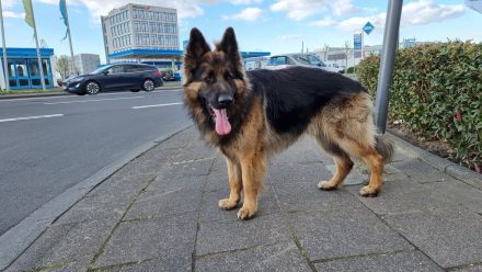 Deckrüde reinrassiger Schäferhund