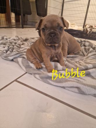 Französiche Bulldoggen