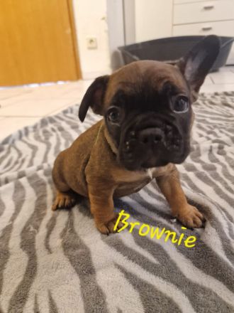 Französiche Bulldoggen