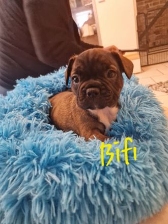 Französiche Bulldoggen