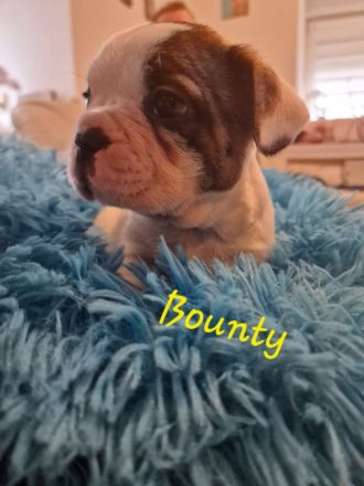 Französiche Bulldoggen