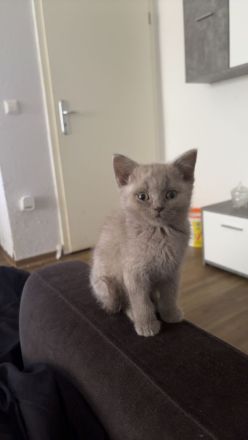 Verspielter bkh Kater