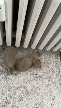 Verspielter bkh Kater