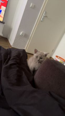 Verspielter bkh Kater