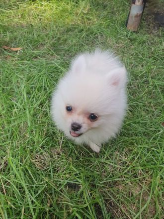 Zwergspitz welpe Abgabe bereit