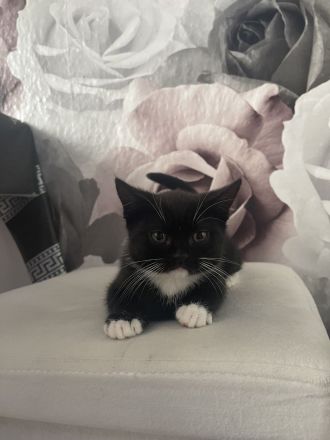 Katzenkitten bkh Mischung