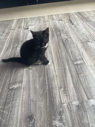 Katzenkitten bkh Mischung