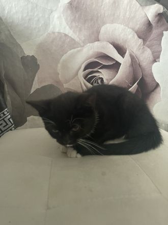 Katzenkitten bkh Mischung