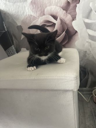 Katzenkitten bkh Mischung