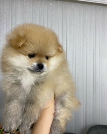 Zwergspitz Freundlichkeit