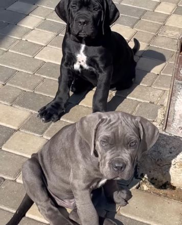 Reinrassige Cane Corso Welpen