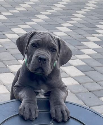 Reinrassige Cane Corso Welpen