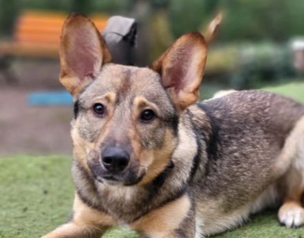 Bailey sucht seine Für-Immer-Familie