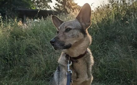 Bailey sucht seine Für-Immer-Familie