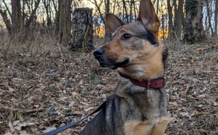 Bailey sucht seine Für-Immer-Familie