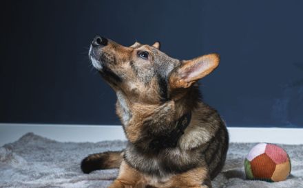 Bailey sucht seine Für-Immer-Familie