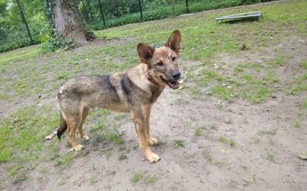 Bailey sucht seine Für-Immer-Familie