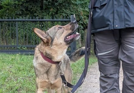 Bailey sucht seine Für-Immer-Familie