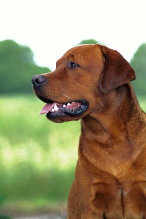 Labrador Deckrüde FCI in Foxred/ Gelb