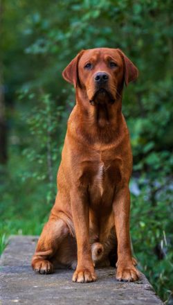 Labrador Deckrüde FCI in Foxred/ Gelb