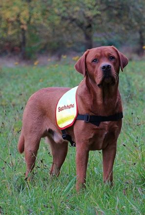 Labrador Deckrüde FCI in Foxred/ Gelb