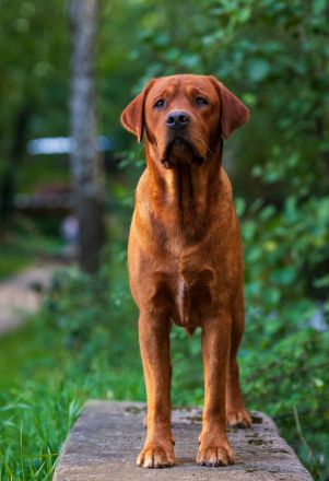 Labrador Deckrüde FCI in Foxred/ Gelb