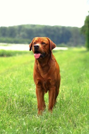 Labrador Deckrüde FCI in Foxred/ Gelb