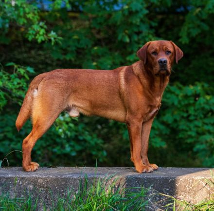 Labrador Deckrüde FCI in Foxred/ Gelb