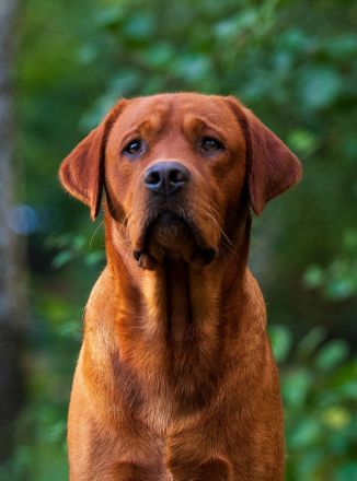 Labrador Deckrüde FCI in Foxred/ Gelb