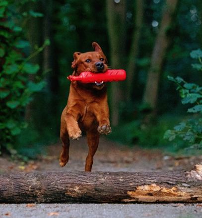 Labrador Deckrüde FCI in Foxred/ Gelb