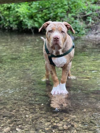 American Bully XL Deckrüde