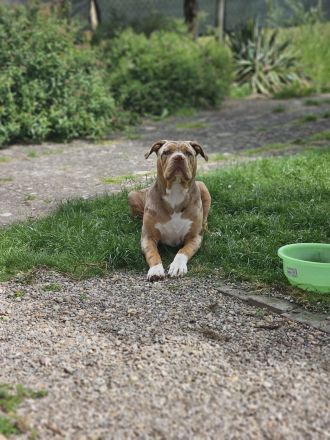American Bully XL Deckrüde