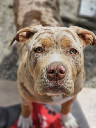 American Bully XL Deckrüde