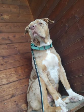 American Bully XL Deckrüde