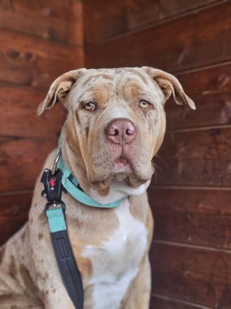 American Bully XL Deckrüde