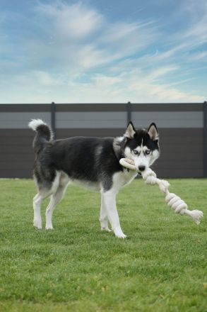 Siberian Husky Rüde als Deckhund