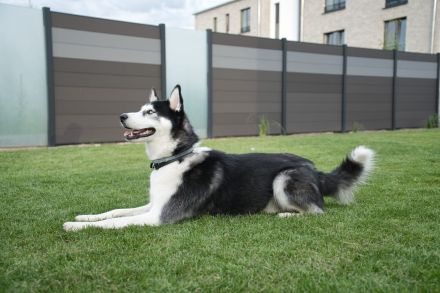 Siberian Husky Rüde als Deckhund
