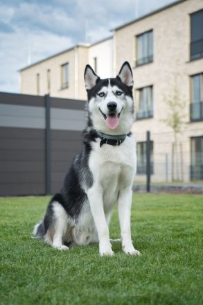 Siberian Husky Rüde als Deckhund