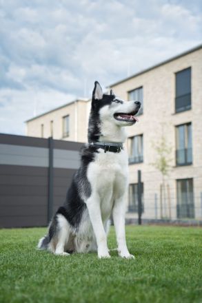 Siberian Husky Rüde als Deckhund