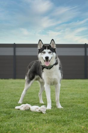 Siberian Husky Rüde als Deckhund