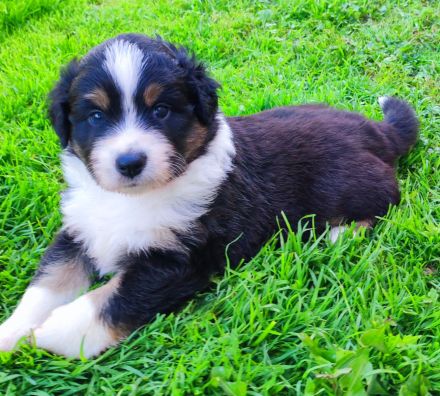 Miniatur Australien Shepherd Welpen - Mini Aussies vom Mühlbachtal