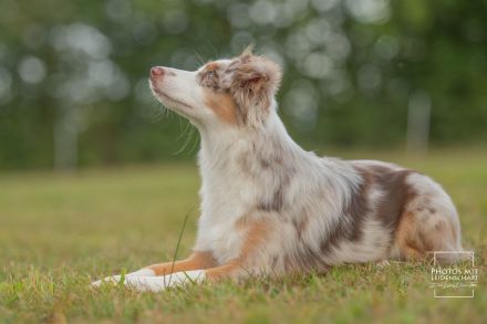 Miniatur Australien Shepherd Welpen - Mini Aussies vom Mühlbachtal