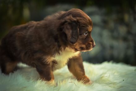 Miniatur Australien Shepherd Welpen - Mini Aussies vom Mühlbachtal