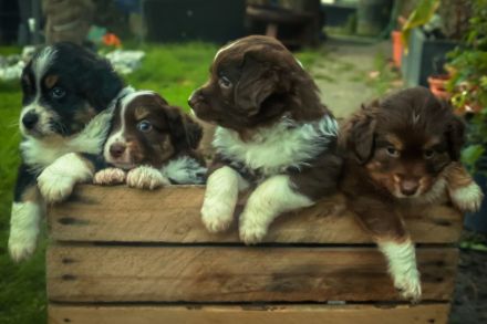 Miniatur Australien Shepherd Welpen - Mini Aussies vom Mühlbachtal