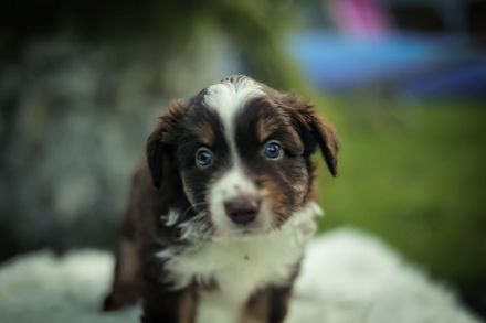 Miniatur Australien Shepherd Welpen - Mini Aussies vom Mühlbachtal