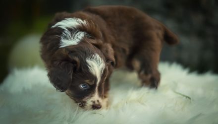 Miniatur Australien Shepherd Welpen - Mini Aussies vom Mühlbachtal