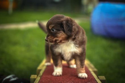 Miniatur Australien Shepherd Welpen - Mini Aussies vom Mühlbachtal