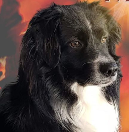 Miniatur Australien Shepherd Welpen - Mini Aussies vom Mühlbachtal