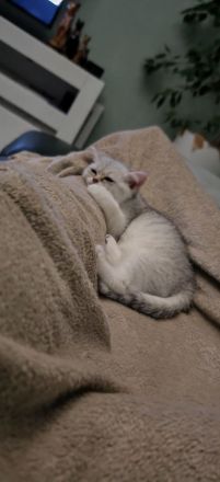 Süße BKH Kitten suchen ein liebevolles Zuhause