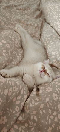 Süße BKH Kitten suchen ein liebevolles Zuhause